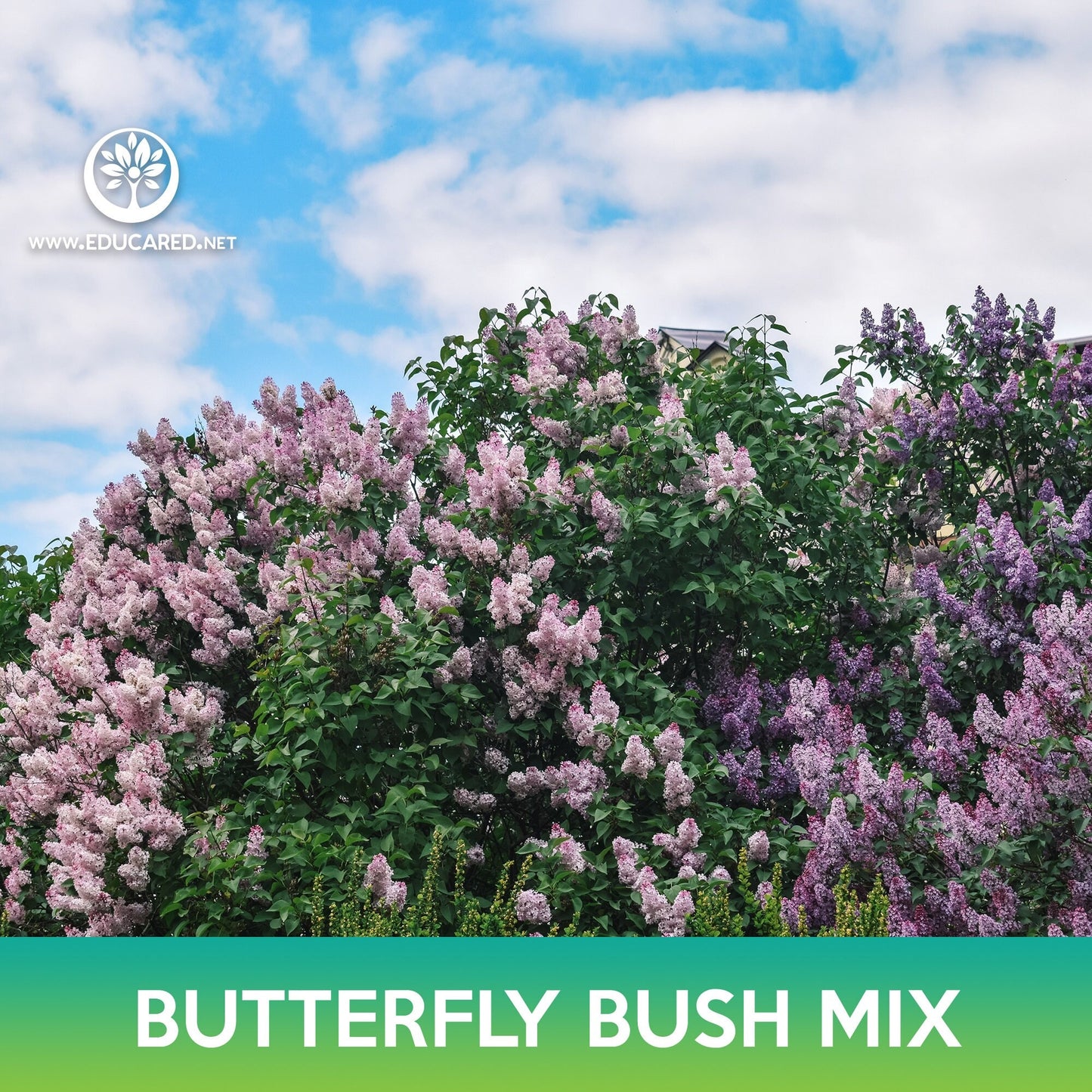 Butterfly Bush Mix Seeds, Summer Lilac