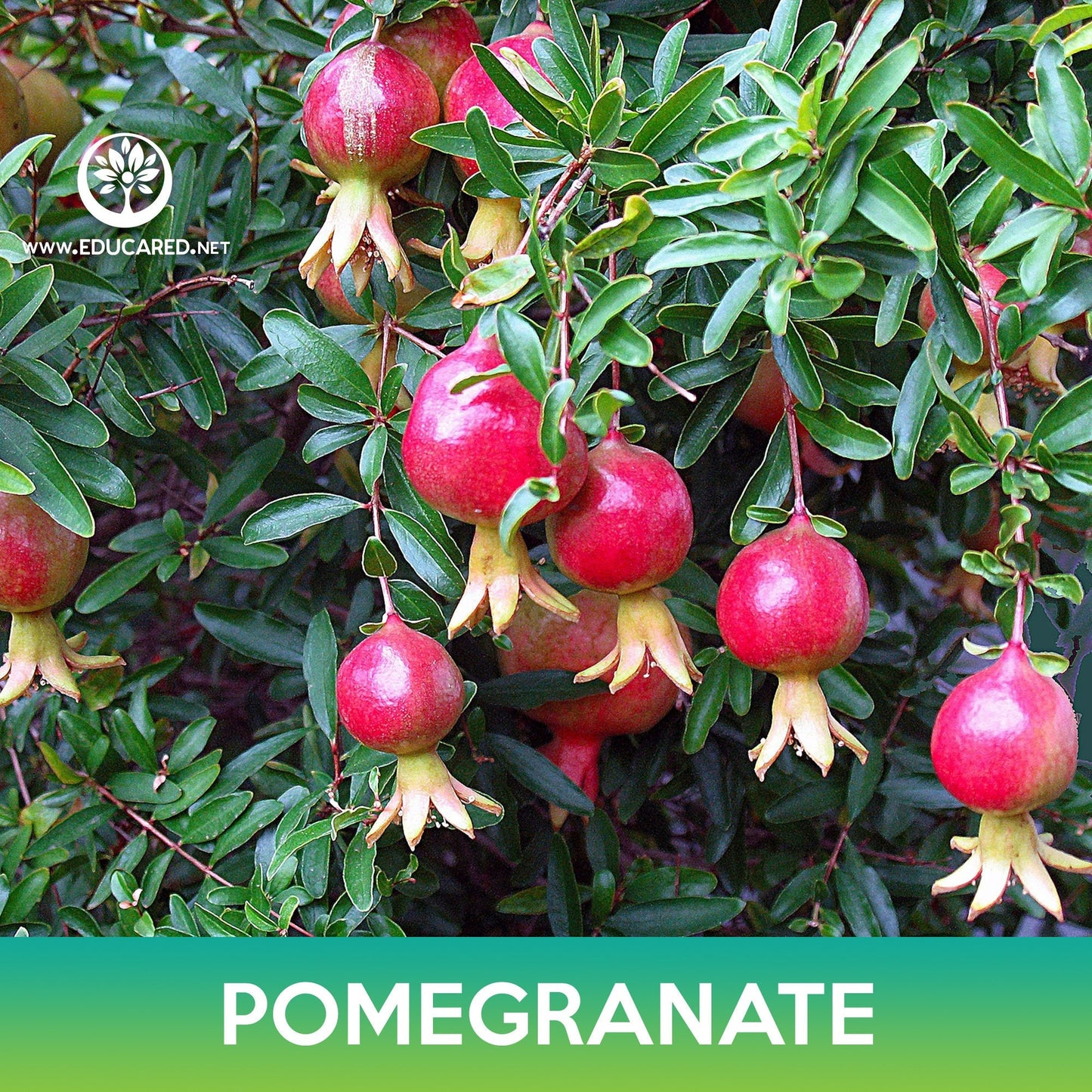 Pomegranate Tree Seeds