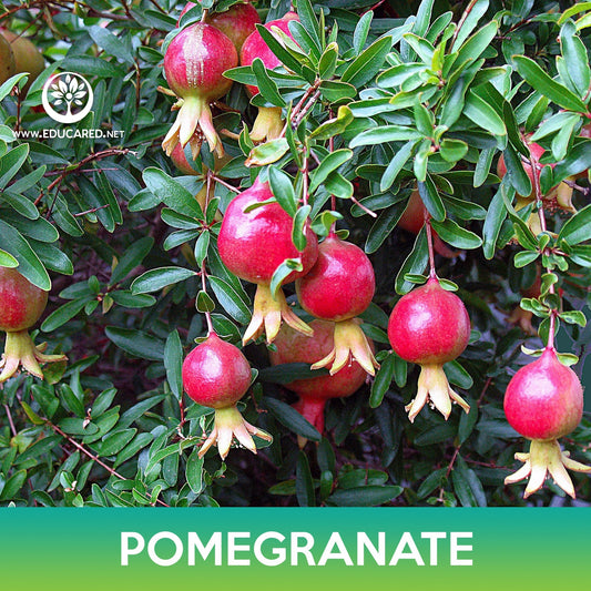 Pomegranate Tree Seeds, Punica granatum