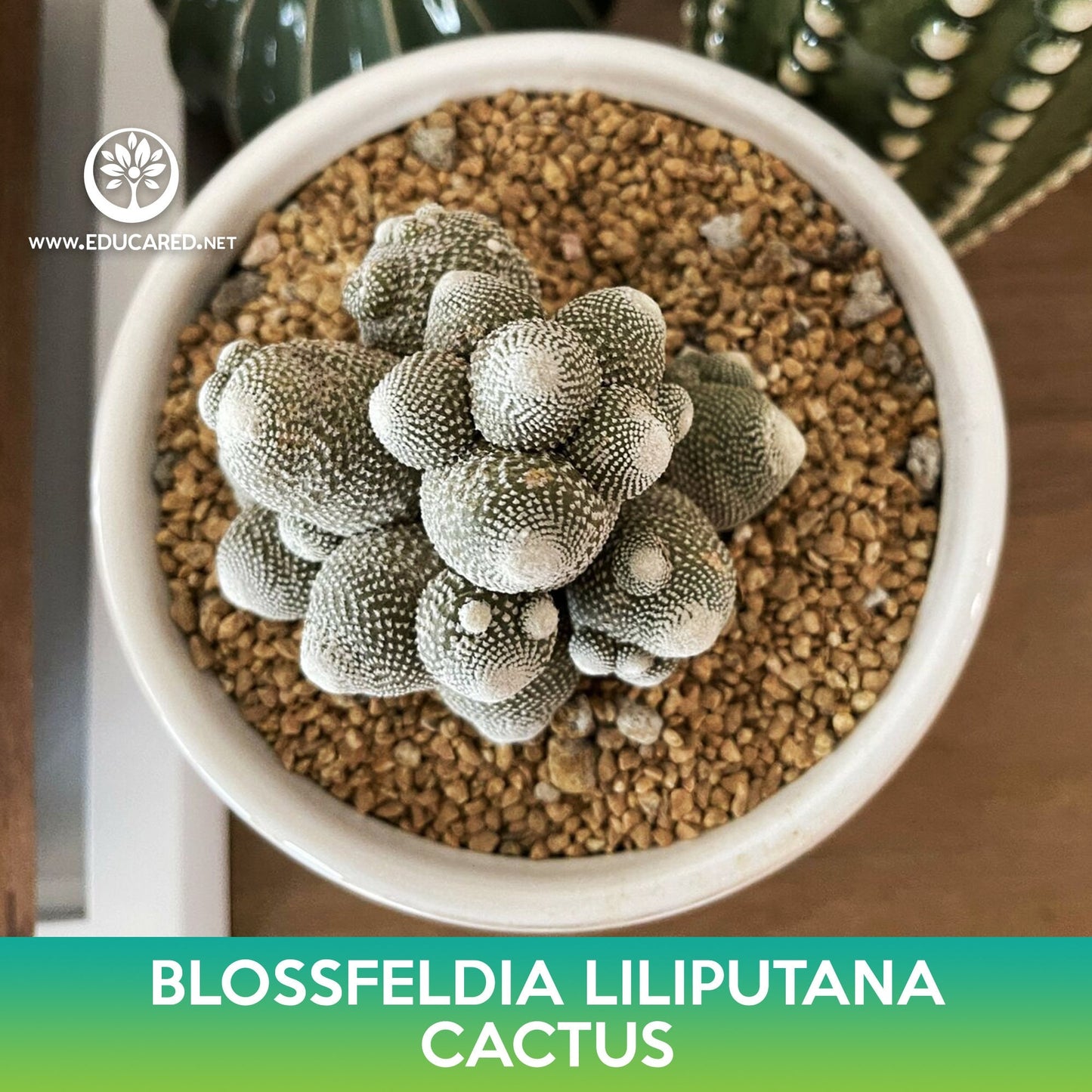 Blossfeldia liliputana Cactus Seeds