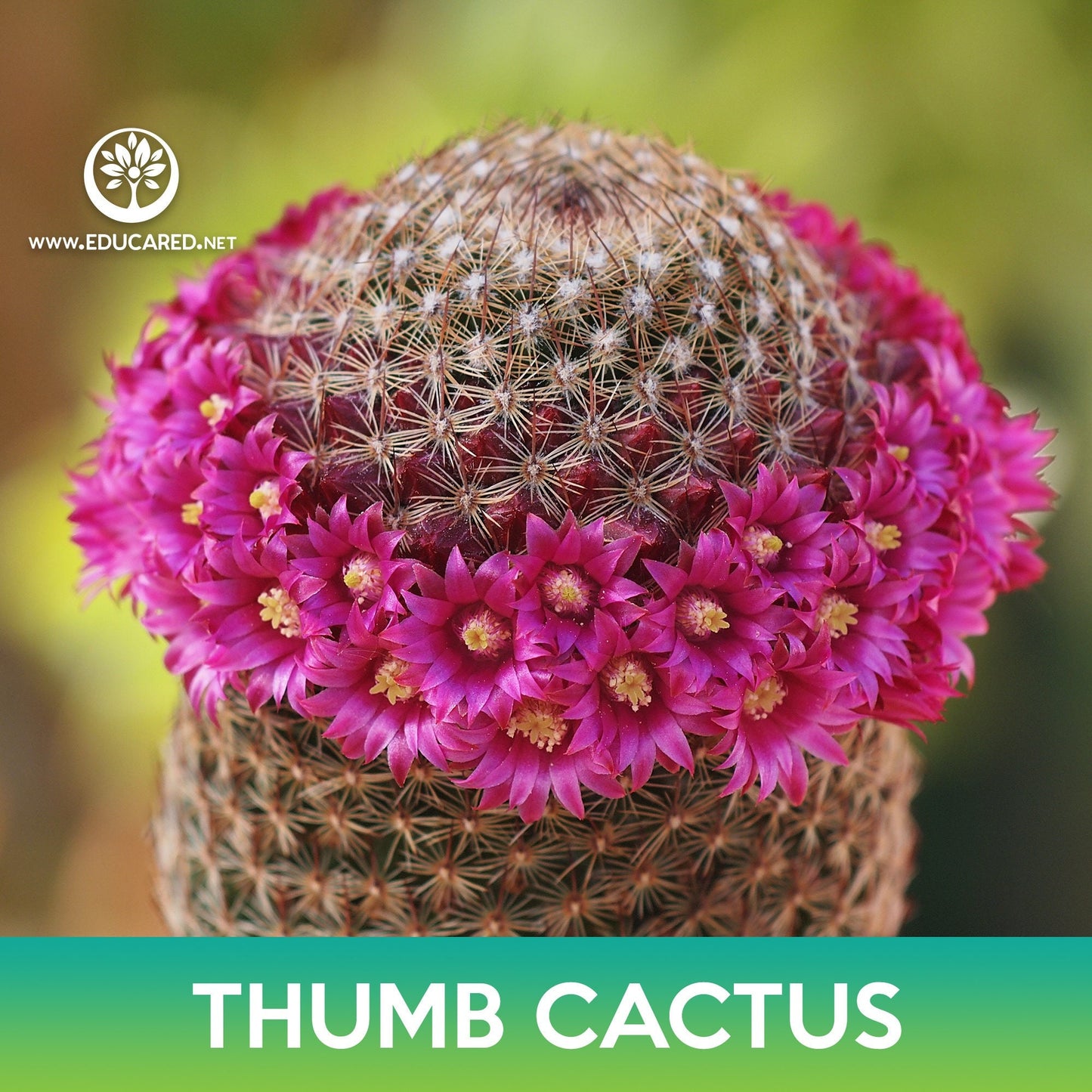 Thumb Cactus Seeds, Mammillaria matudae