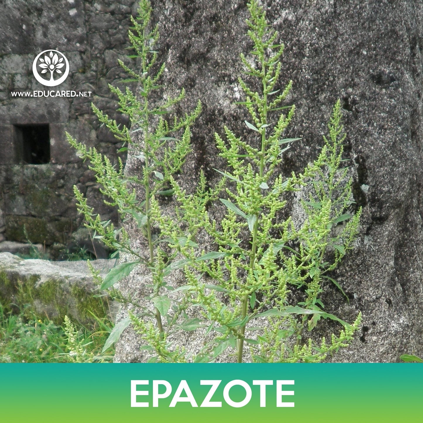 Epazote Seeds, Mexican-tea