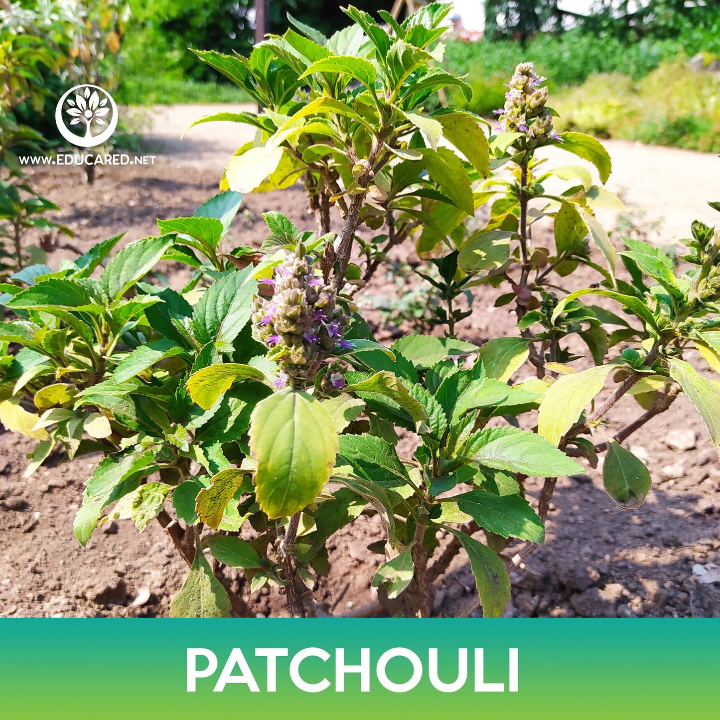 Patchouli Seeds