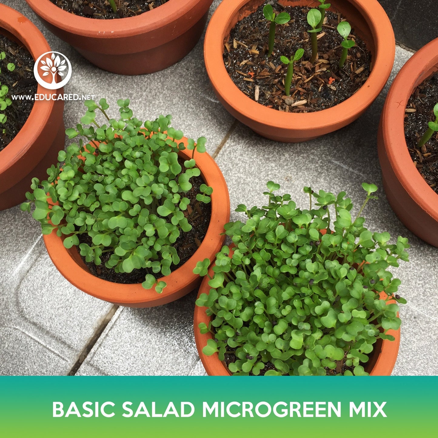 Basic Salad Microgreen Mix Seeds