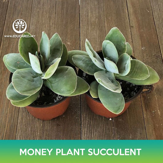 Money Plant Succulent Seeds, Crassula obvallata