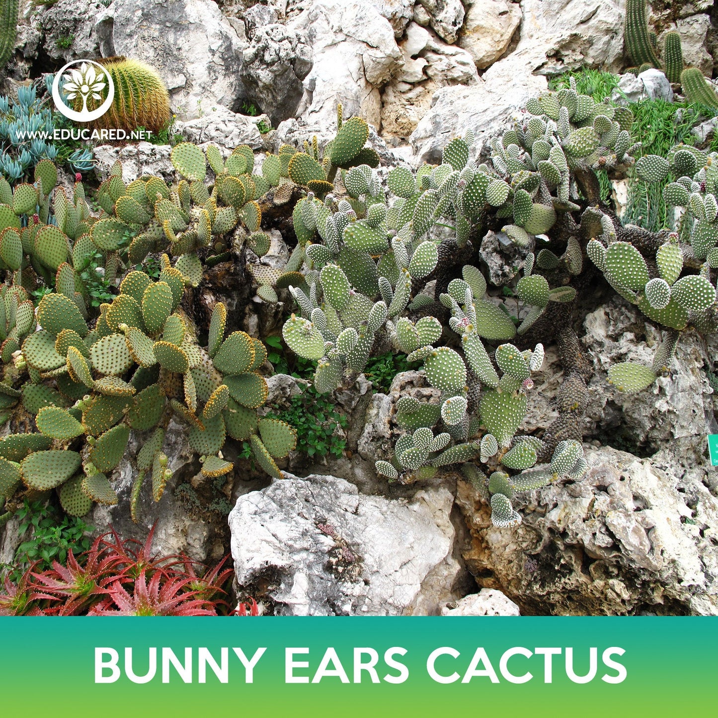 Bunny Ears Cactus Seeds, Opuntia microdasys