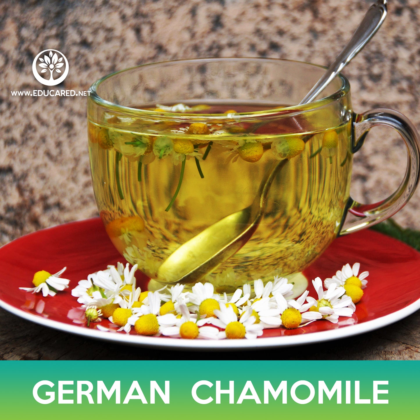 German Chamomile Flower Seeds, Matricaria recutita