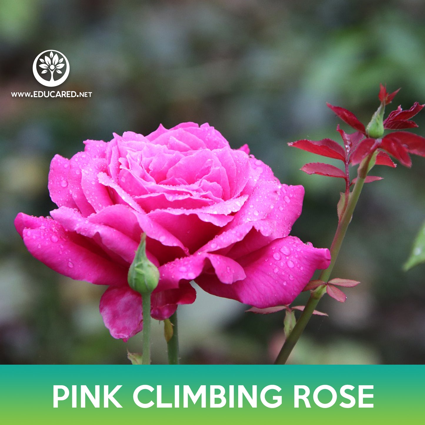 Pink Climbing Rose Seeds