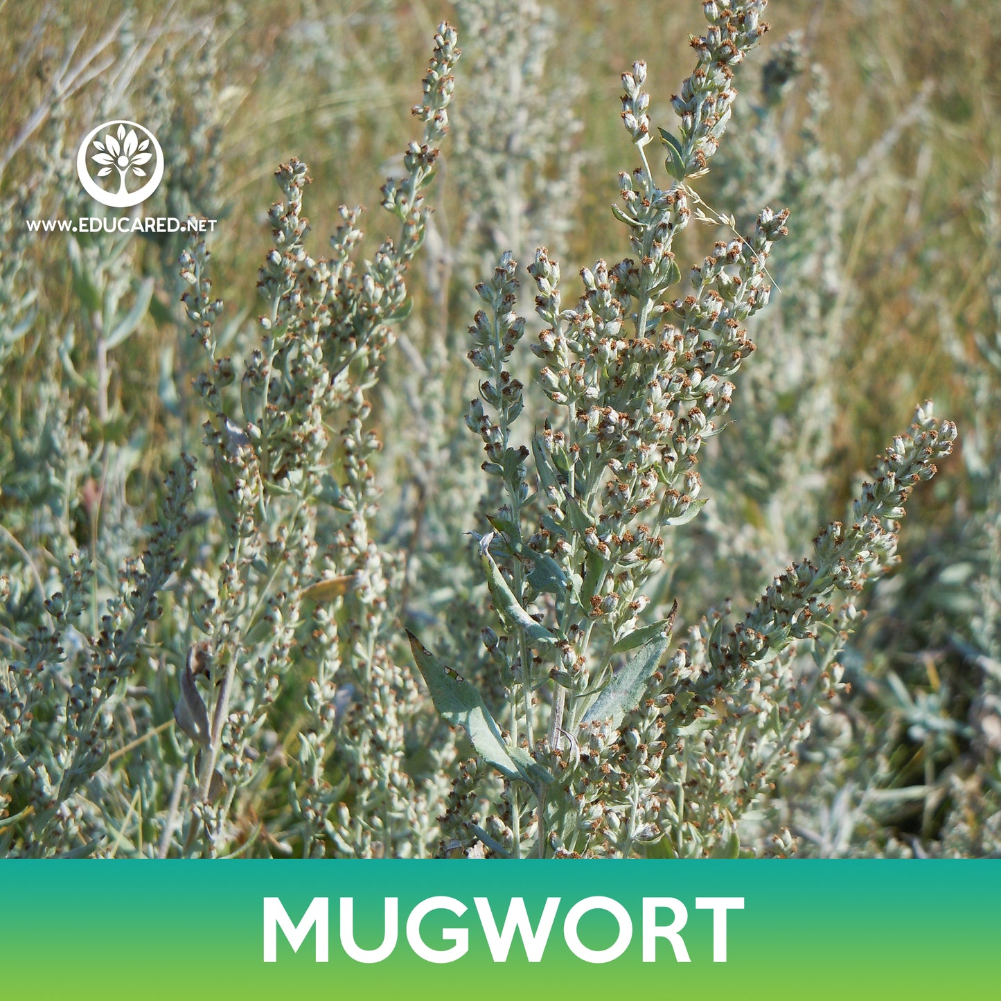Mugwort Seeds, Wild Wormwood