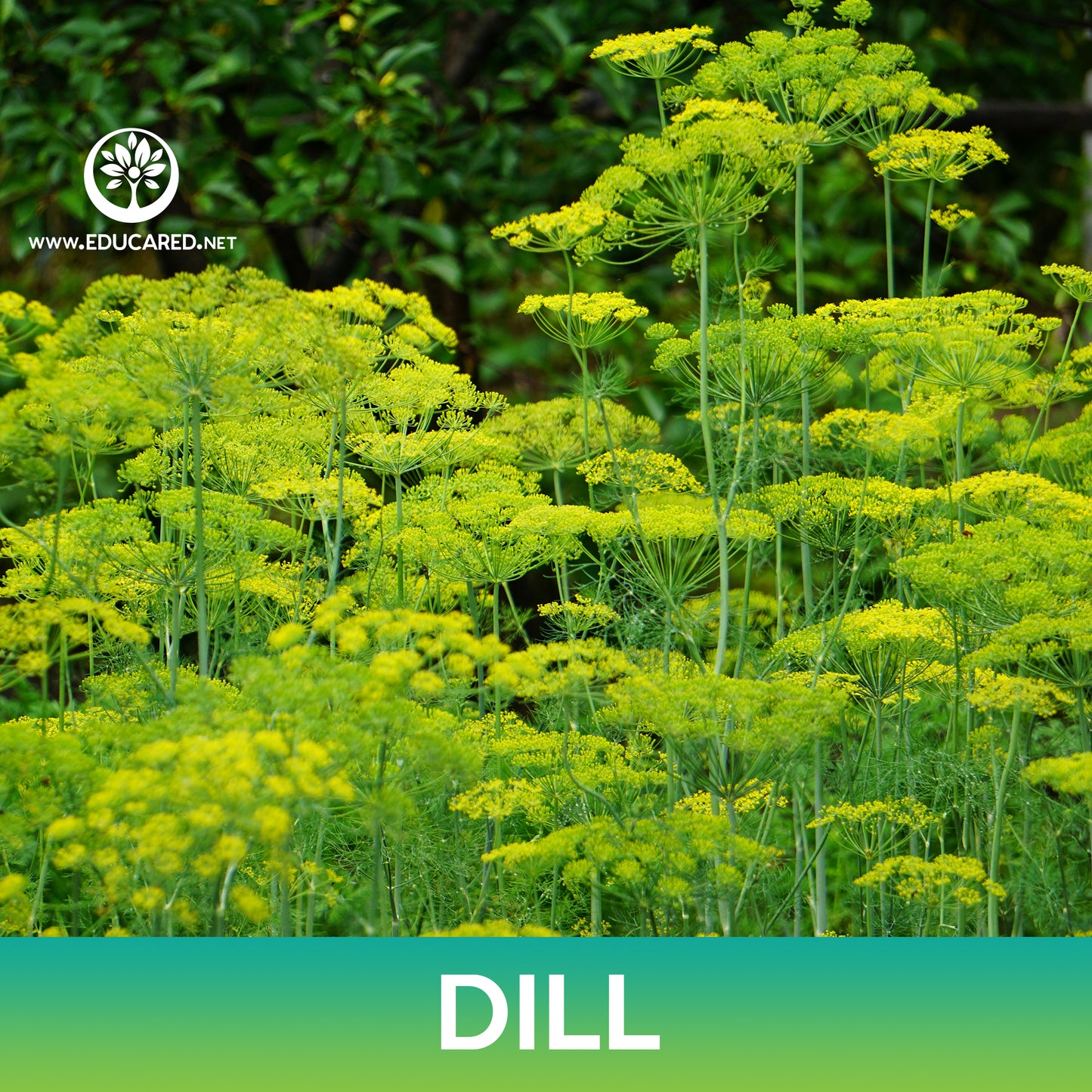 Dill Seeds