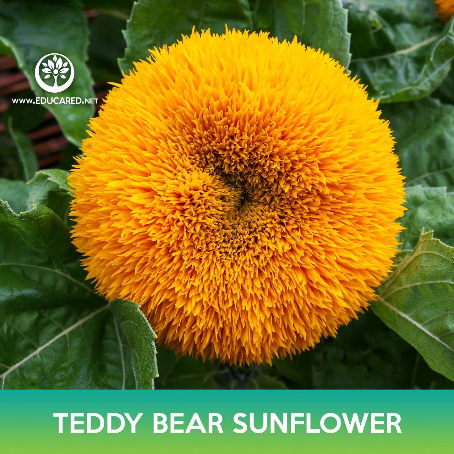 Teddy Bear Sunflower Seeds