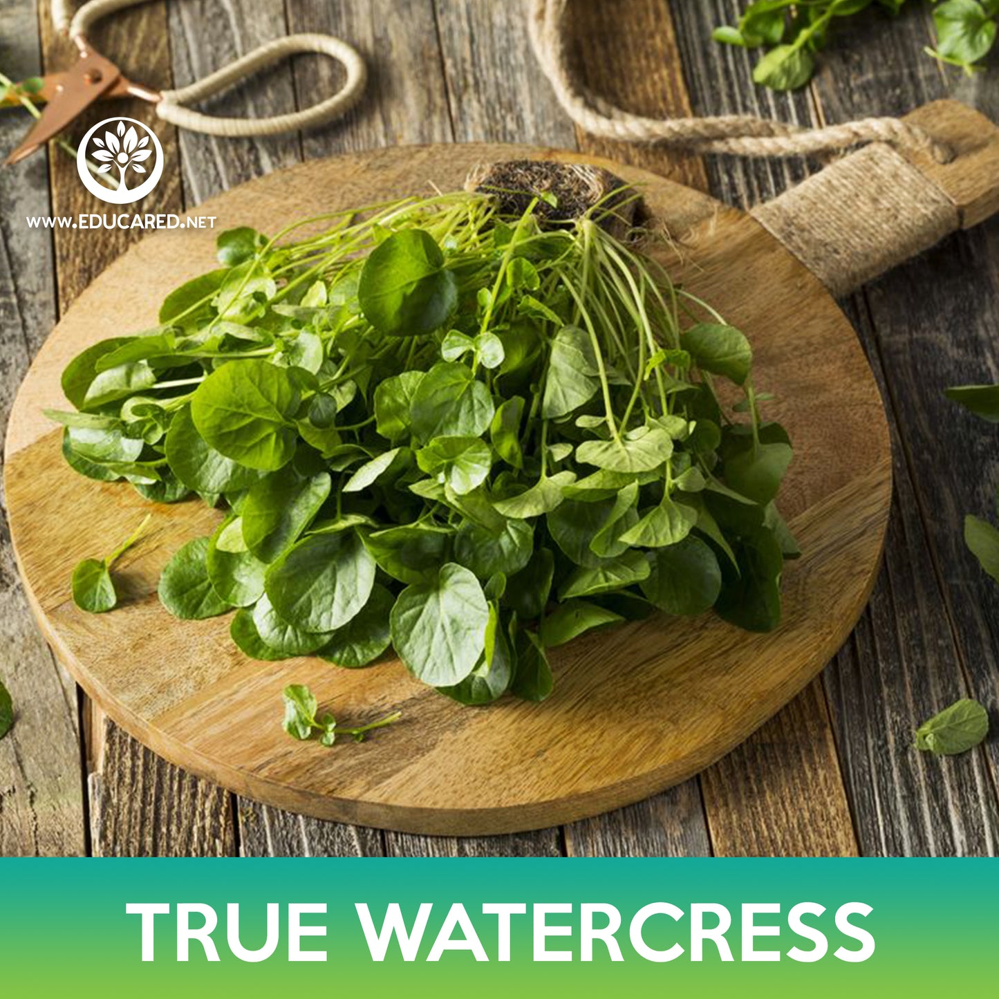 True Watercress Seeds