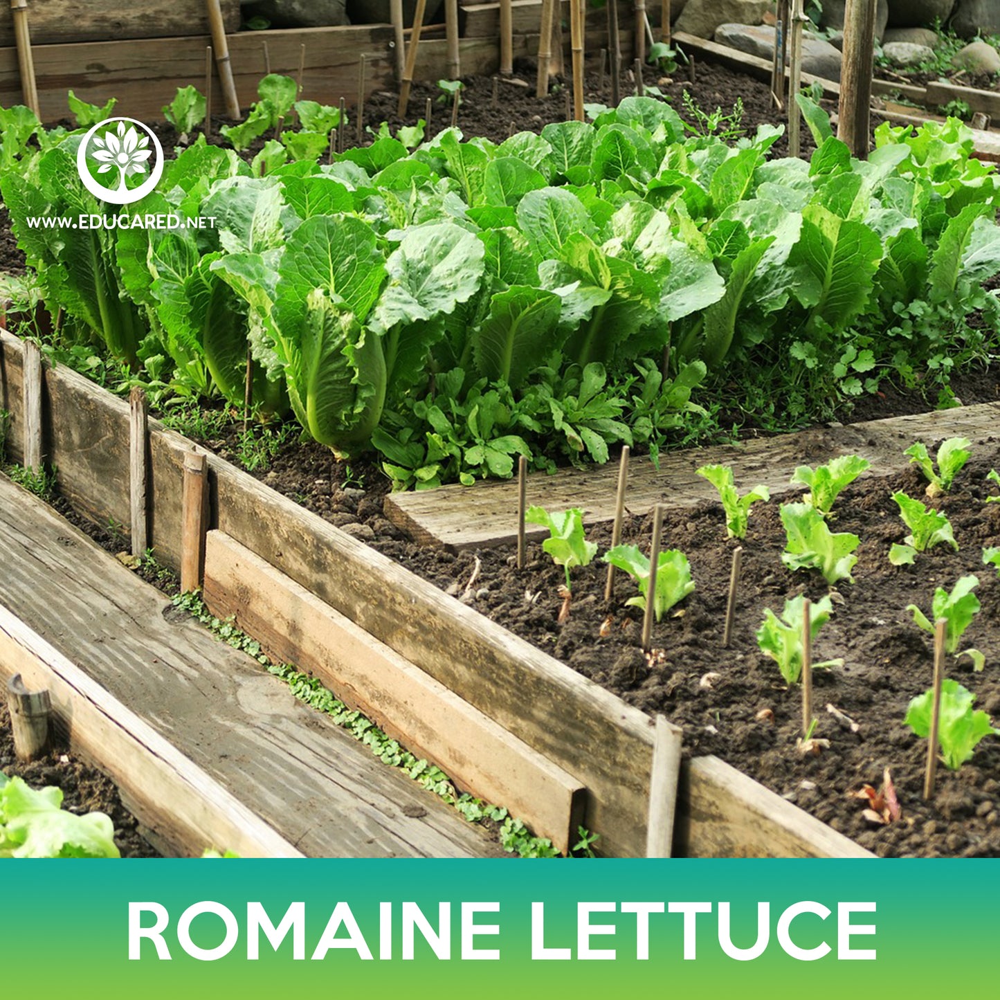 Parris Island Romaine Lettuce Seeds