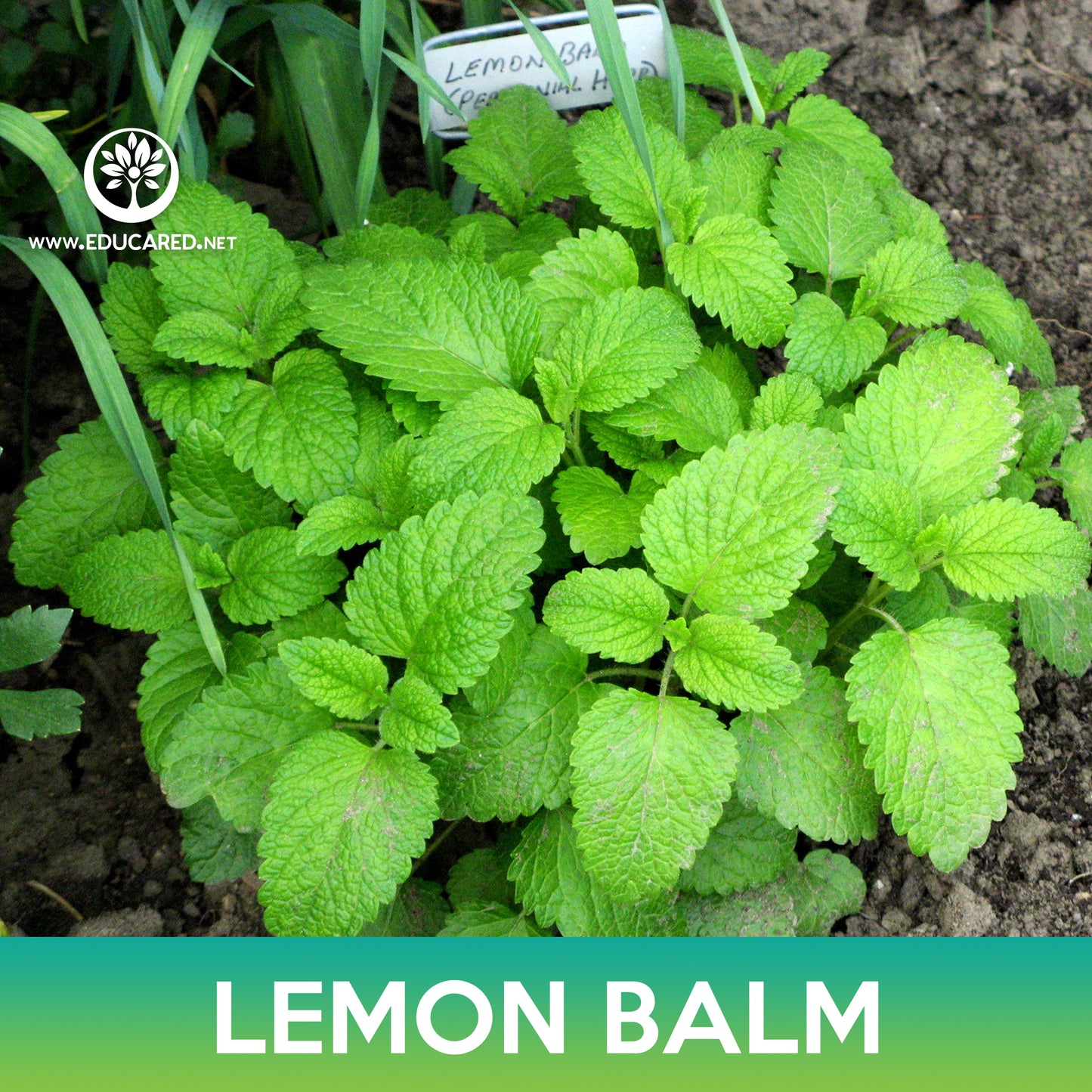 Lemon Balm Seed, Melissa Officinalis