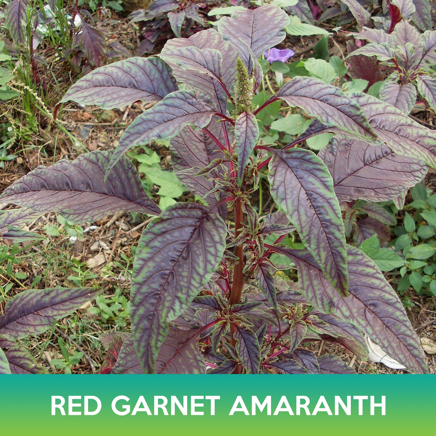 Red Garnet Amaranth Seeds, Edible Amaranth