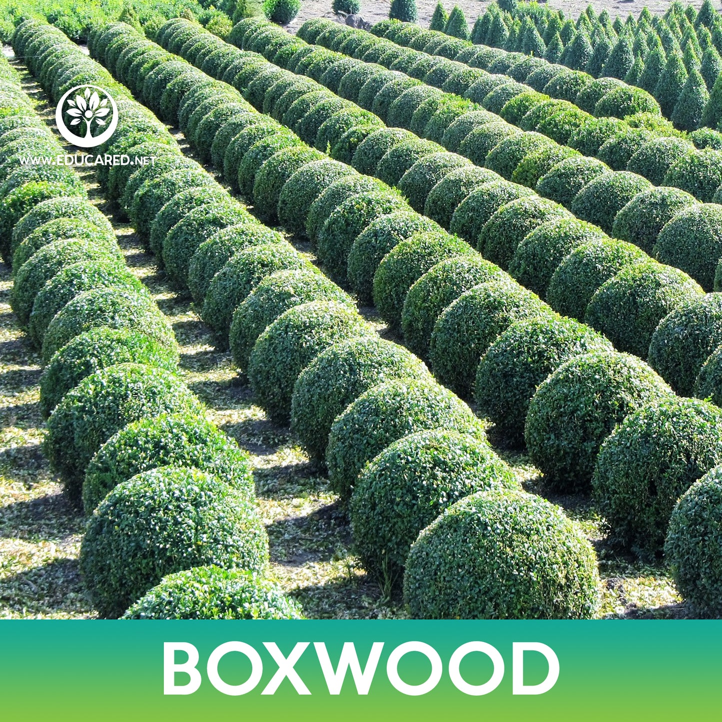 Chinese Boxwood Seeds