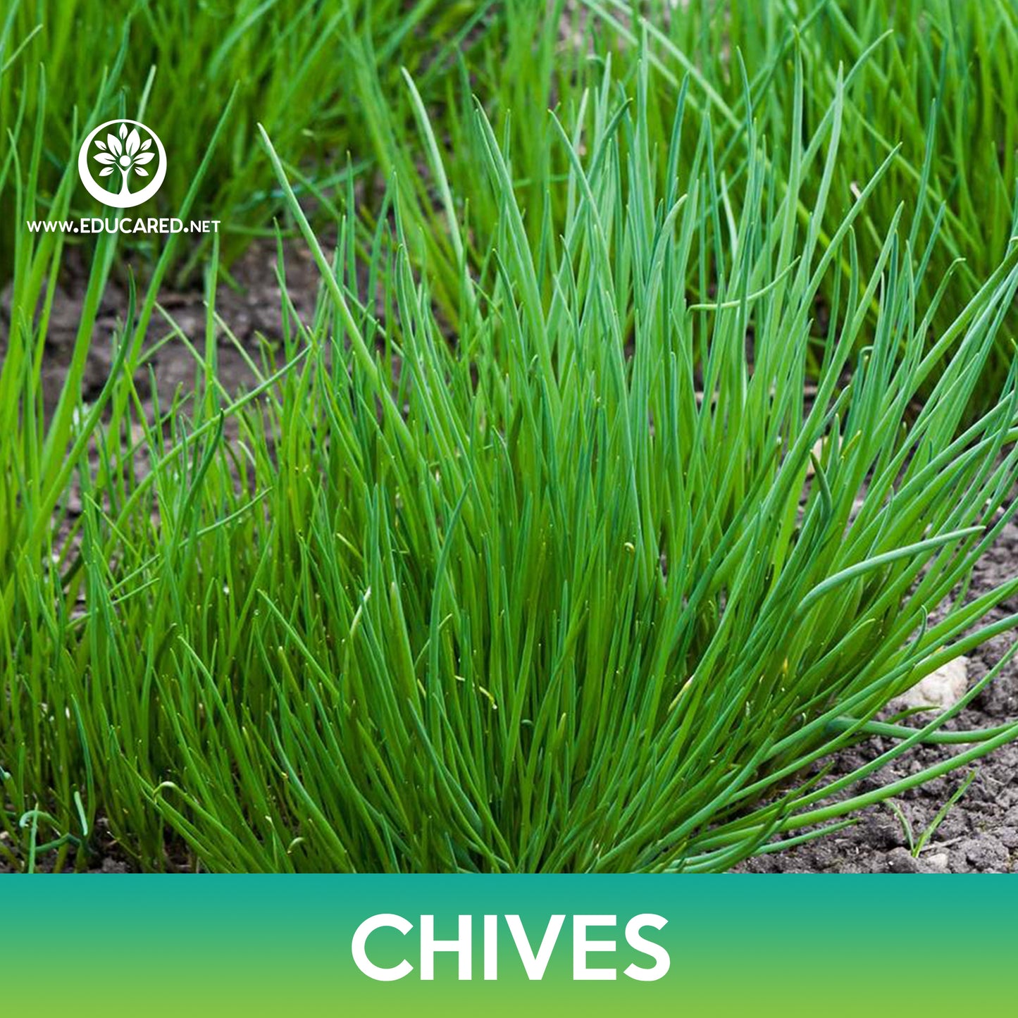 Common Chives Seeds