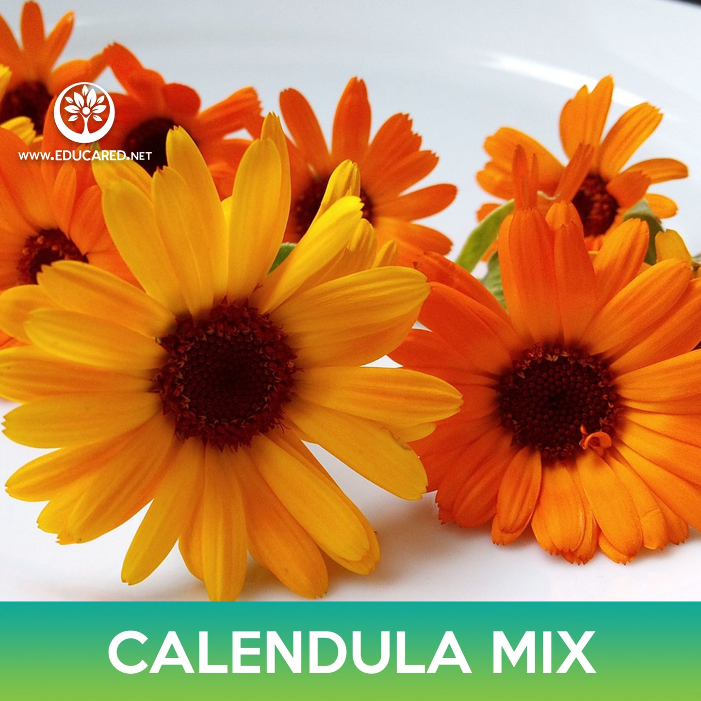 Calendula Mix Seeds