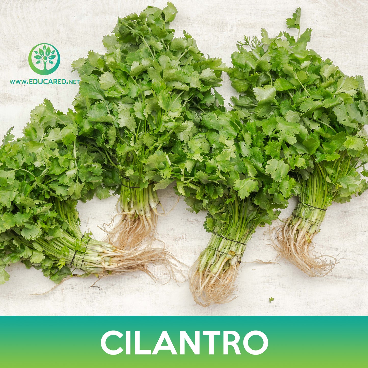 Cilantro Seeds, Coriander