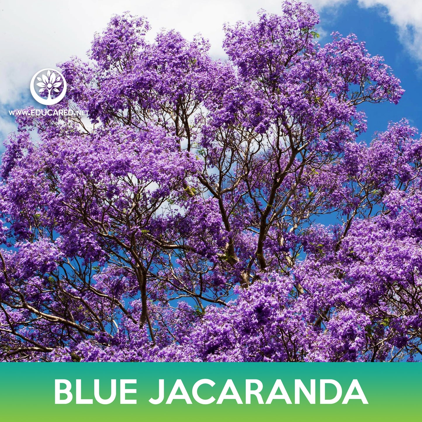 Blue jacaranda Seeds, Jacaranda mimosifolia