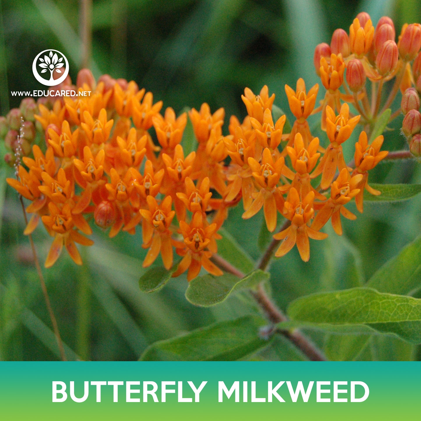 Butterfly Milkweed Seeds
