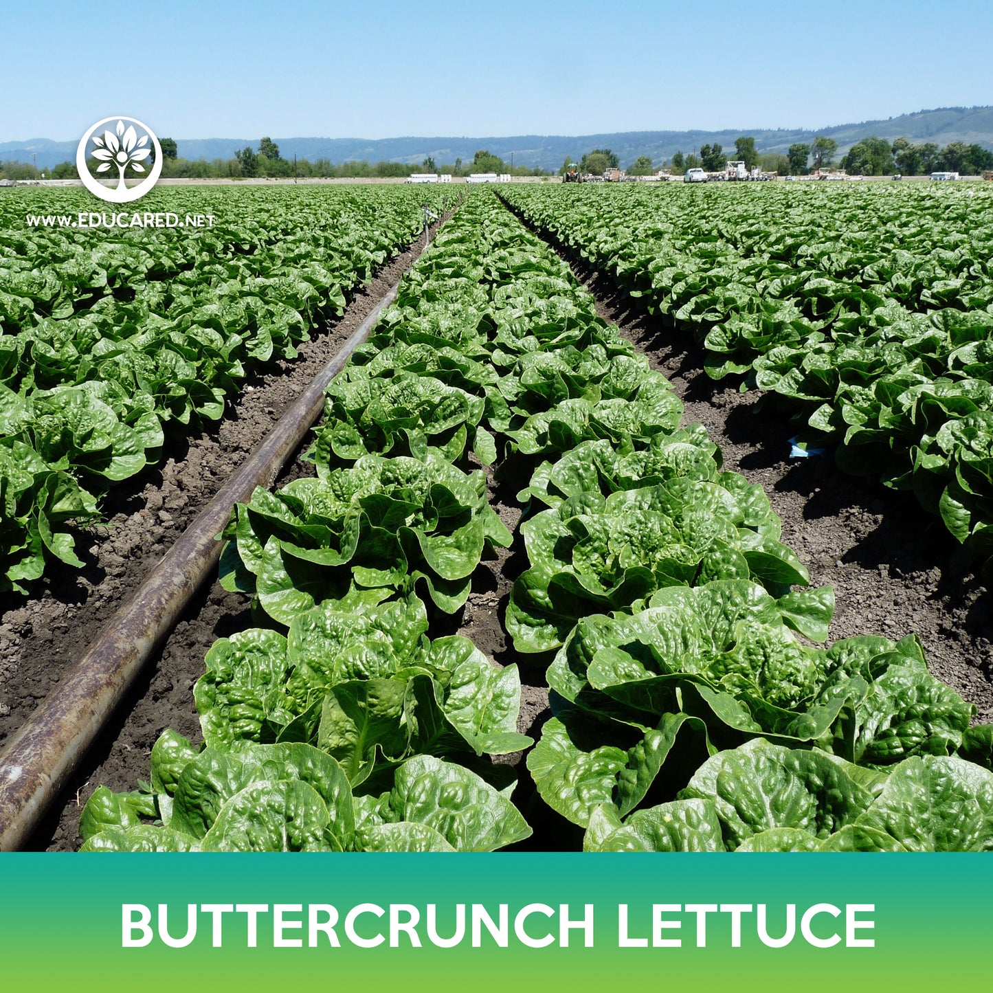 Buttercrunch Lettuce Seeds, Butterhead Lettuce