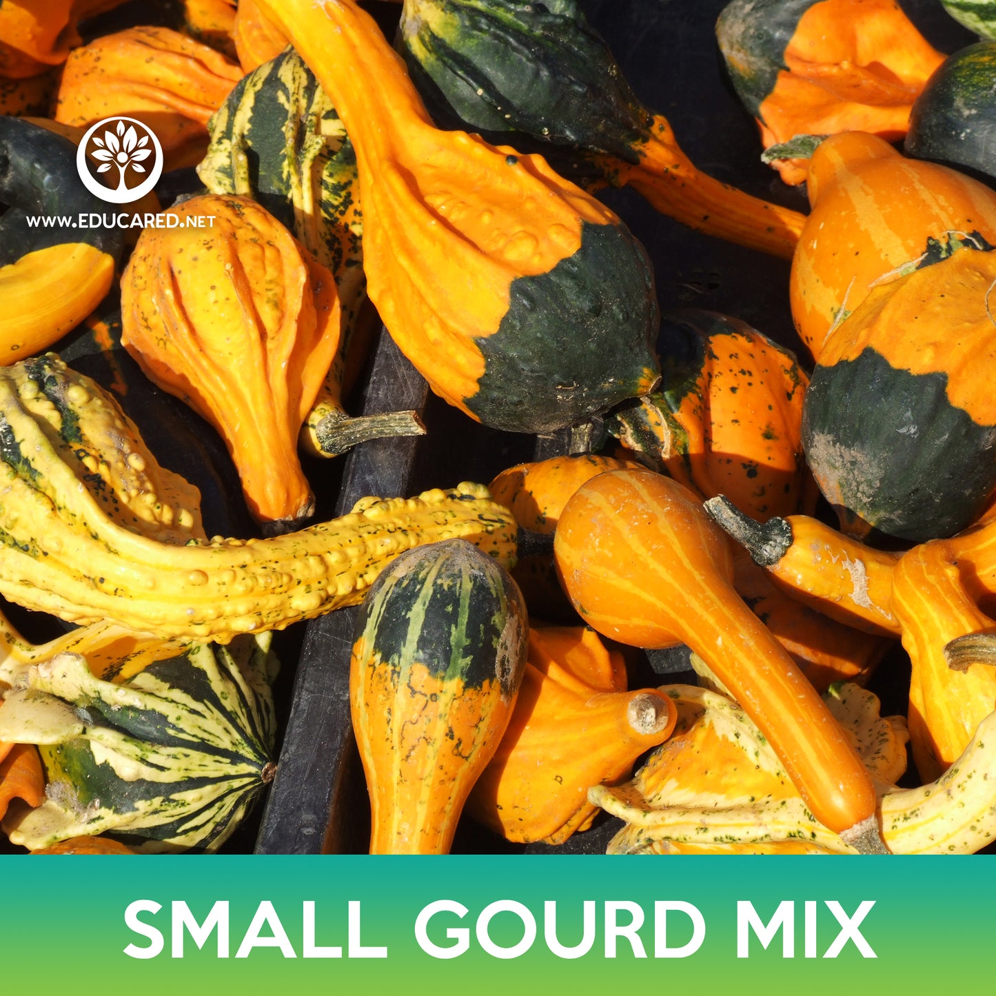 Small Gourd Mix Seeds