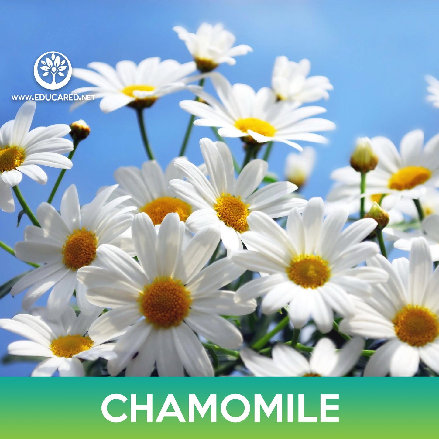 Roman Chamomile Flower Seeds