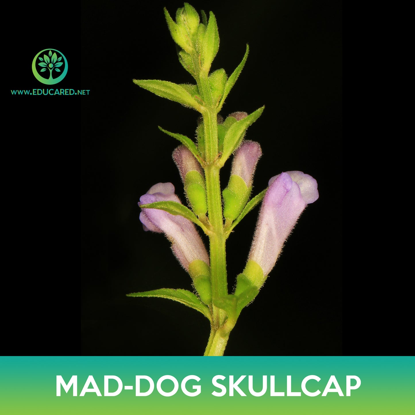 Mad-Dog Skullcap Seeds