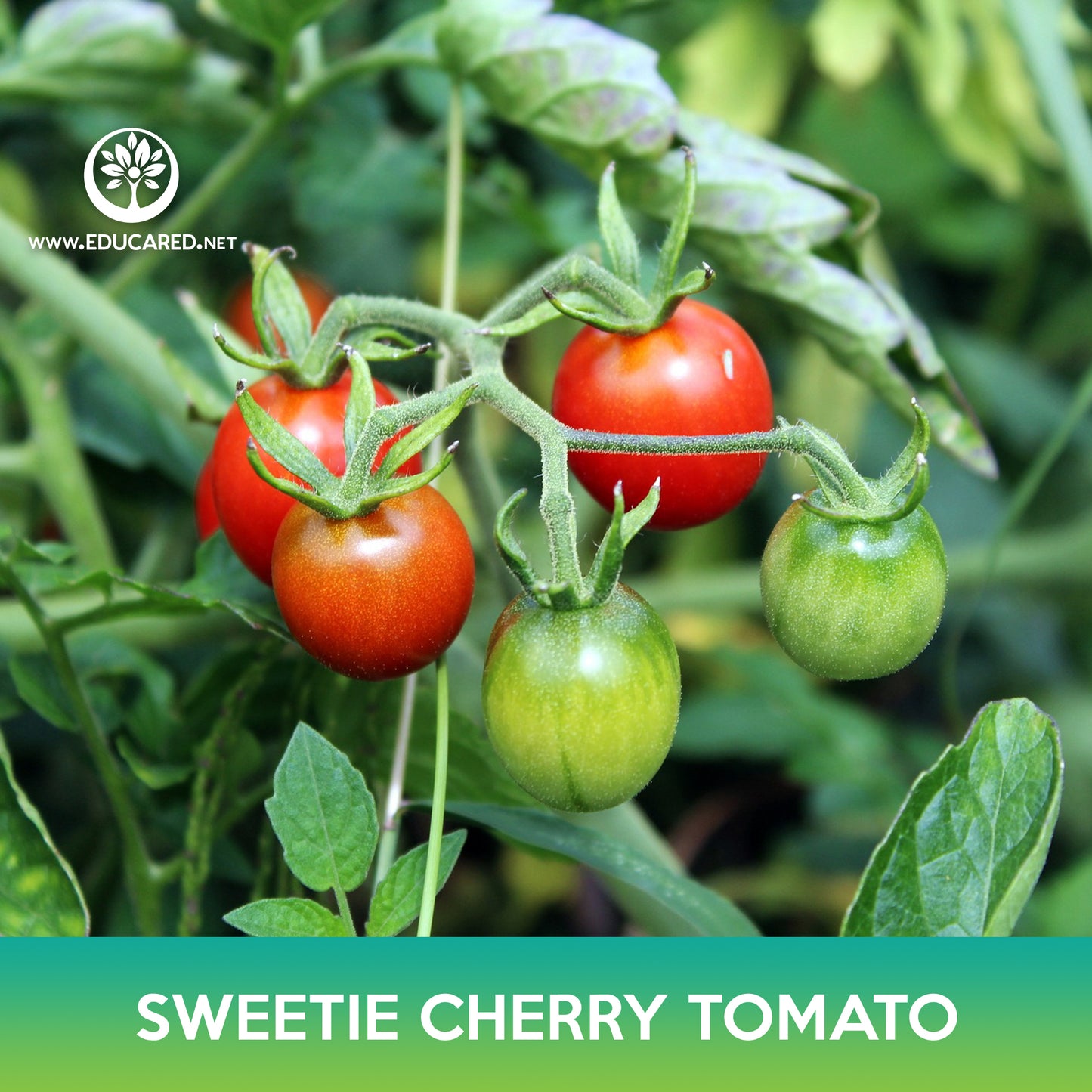 Sweetie Cherry Tomato Seeds