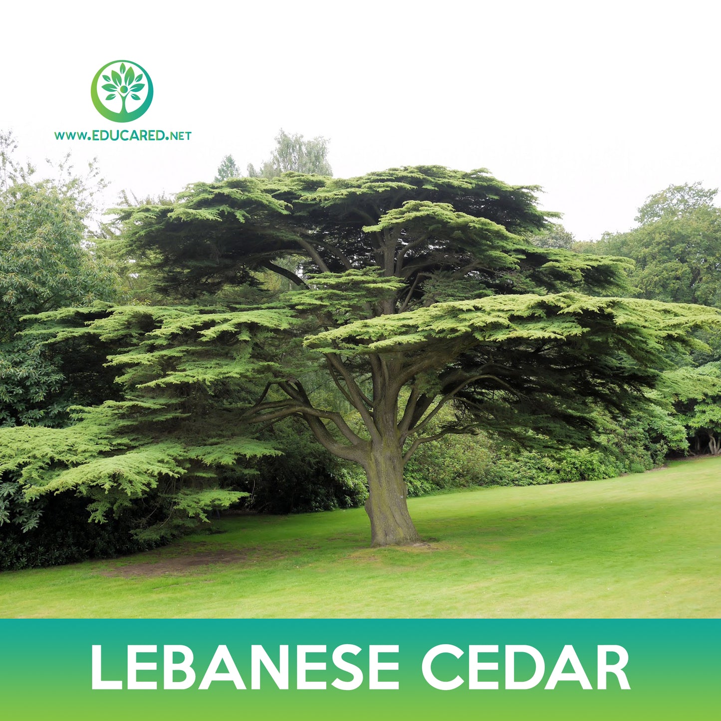 Lebanese Cedar Tree Seeds, Cedrus libani