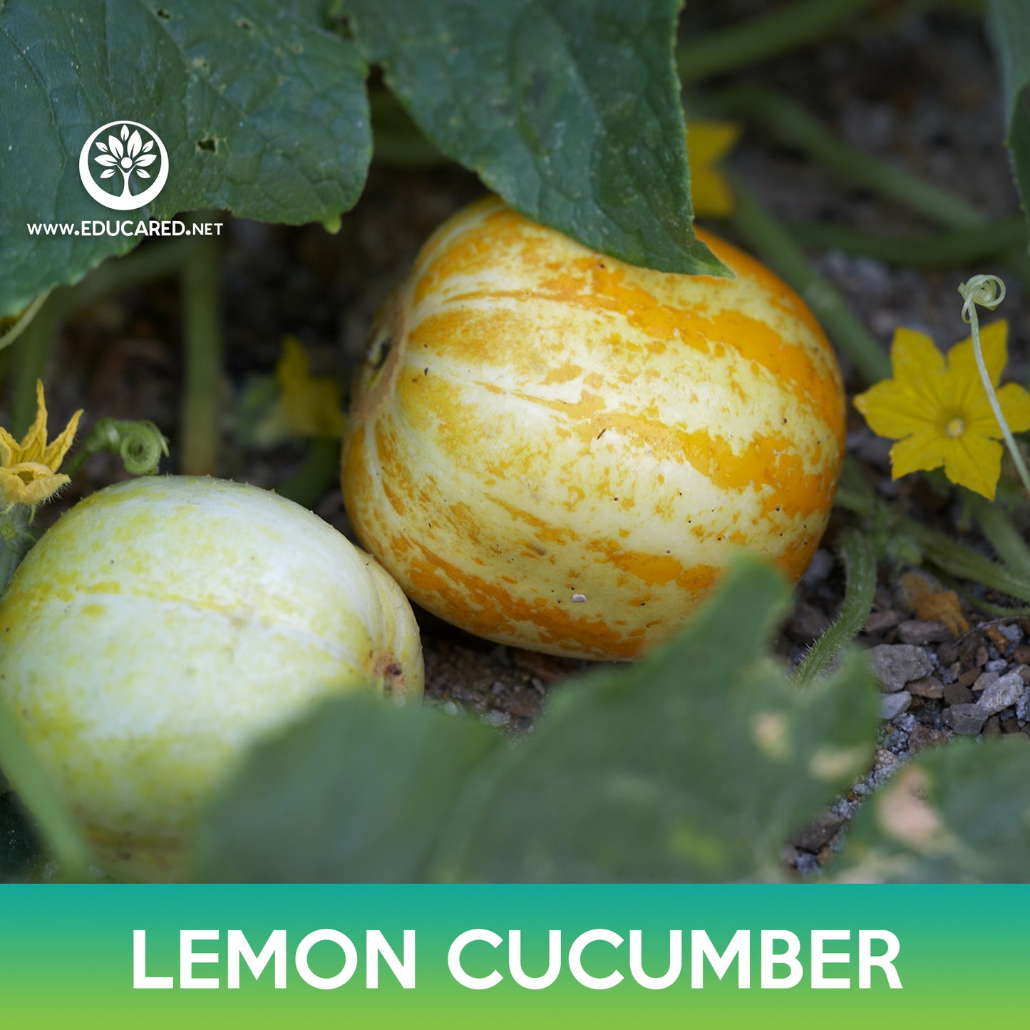 Lemon Cucumber Seeds