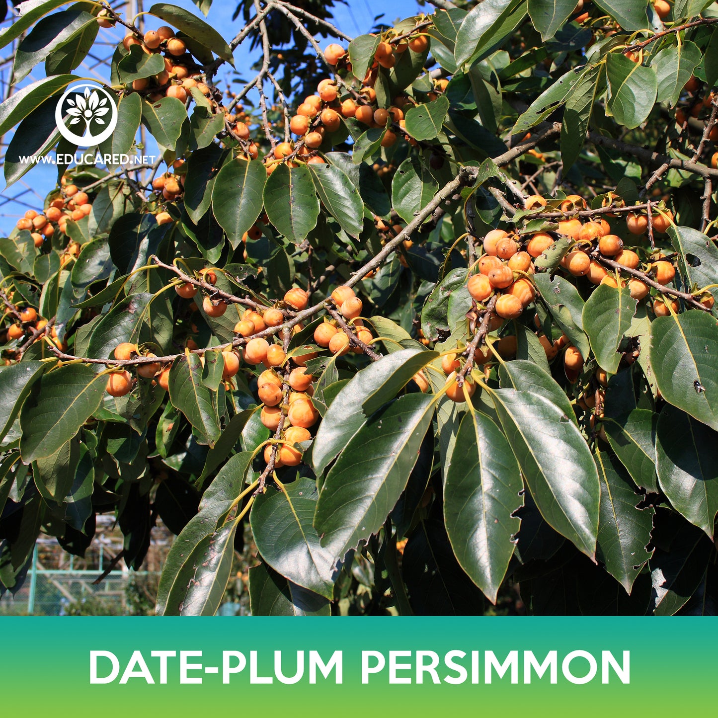 Date-plum Persimmon Seeds