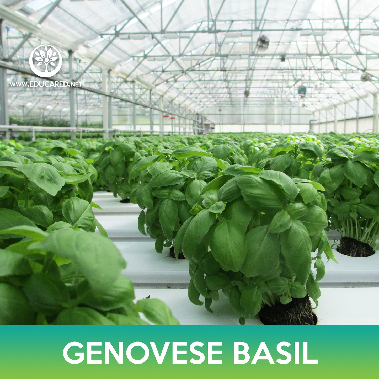 Genovese Basil Seeds