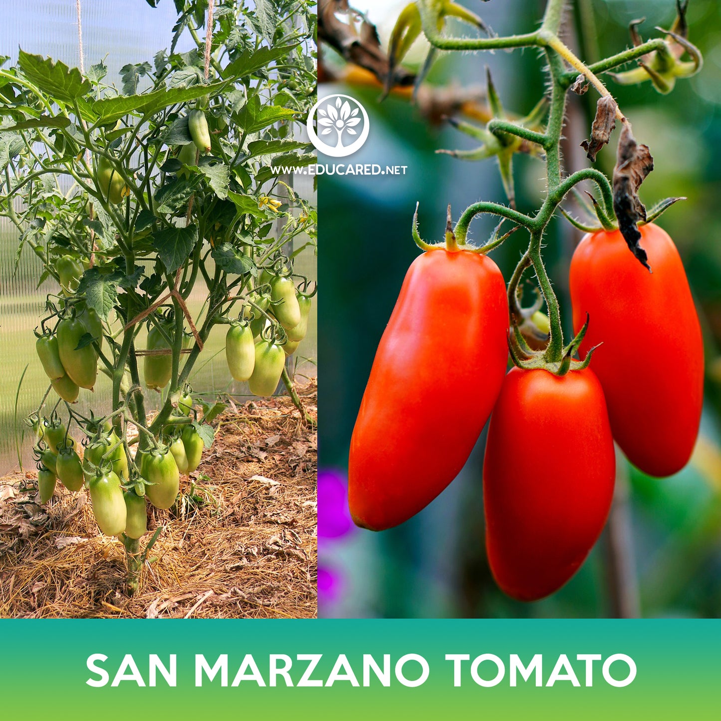 San Marzano Tomato Seeds