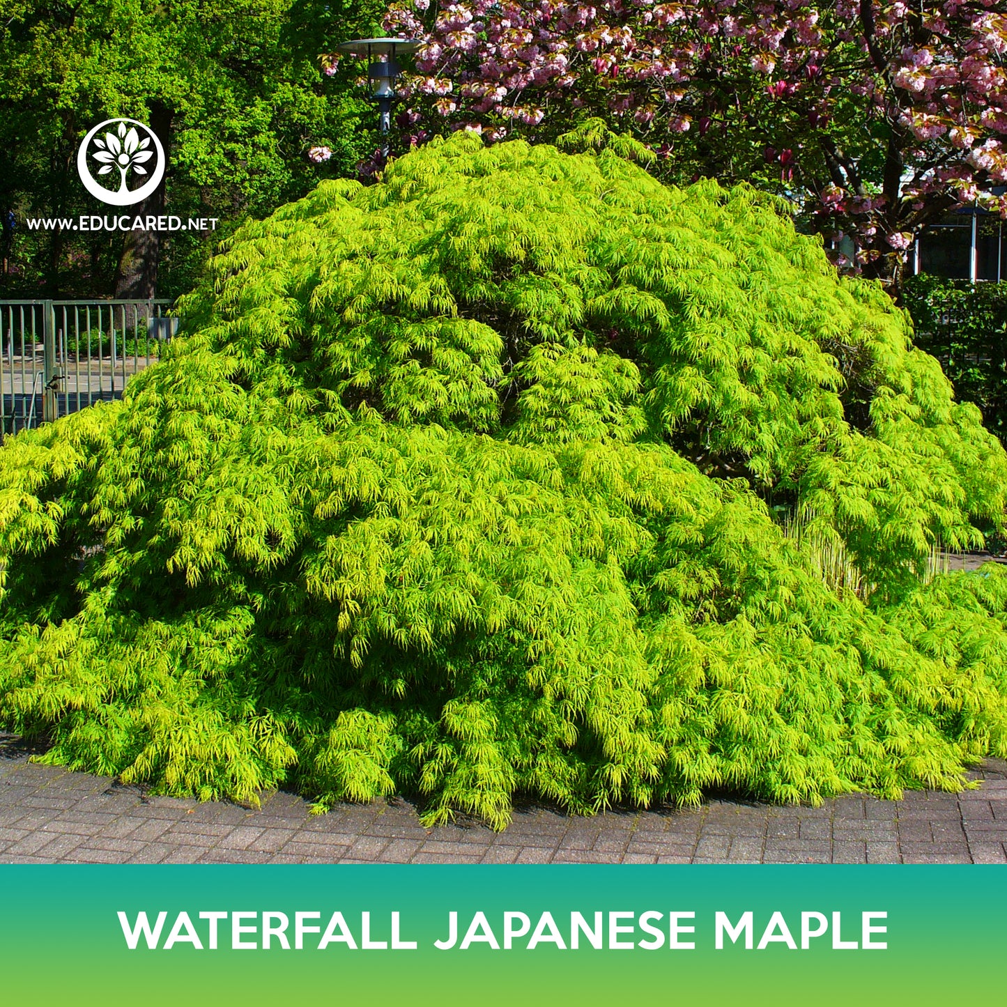 Waterfall Japanese Maple Tree Seeds