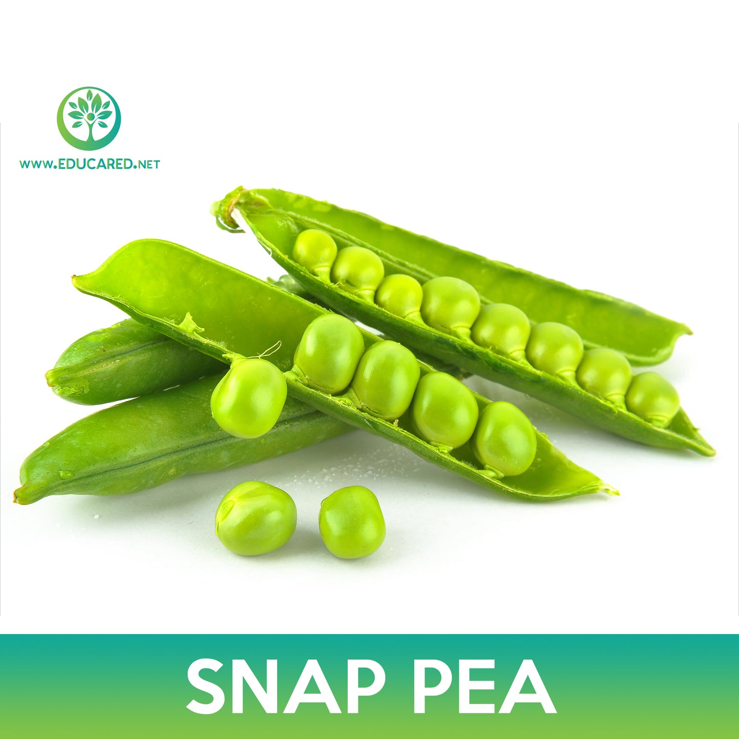 Super Sugar Snap Pea Seeds