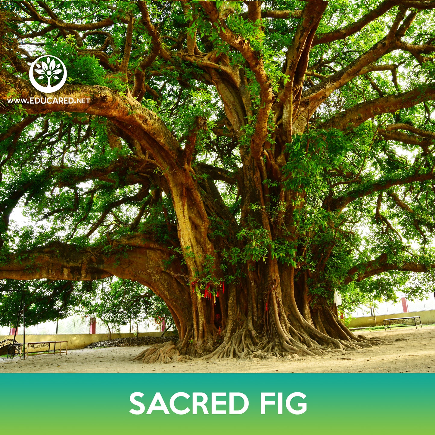 Sacred Fig Tree Seeds, Bodhi Tree