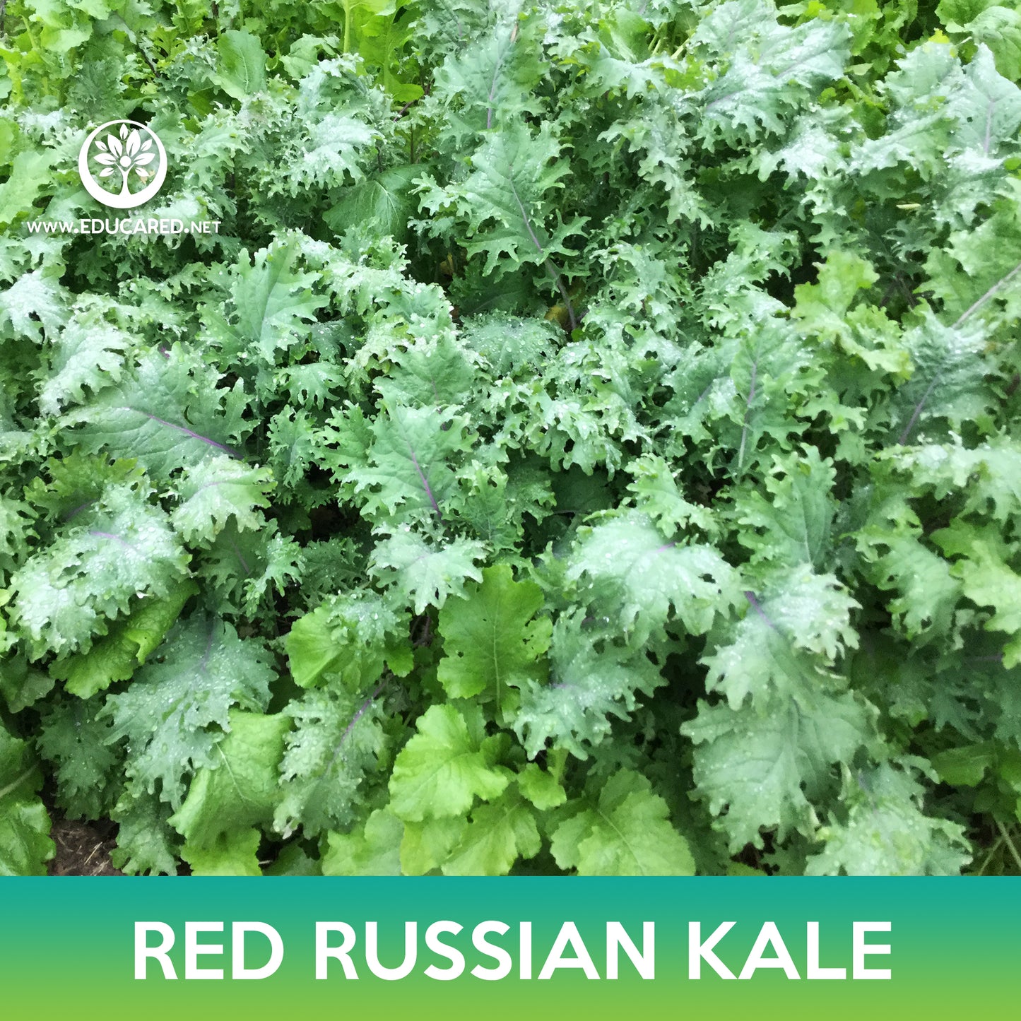 Red Russian Kale Seeds