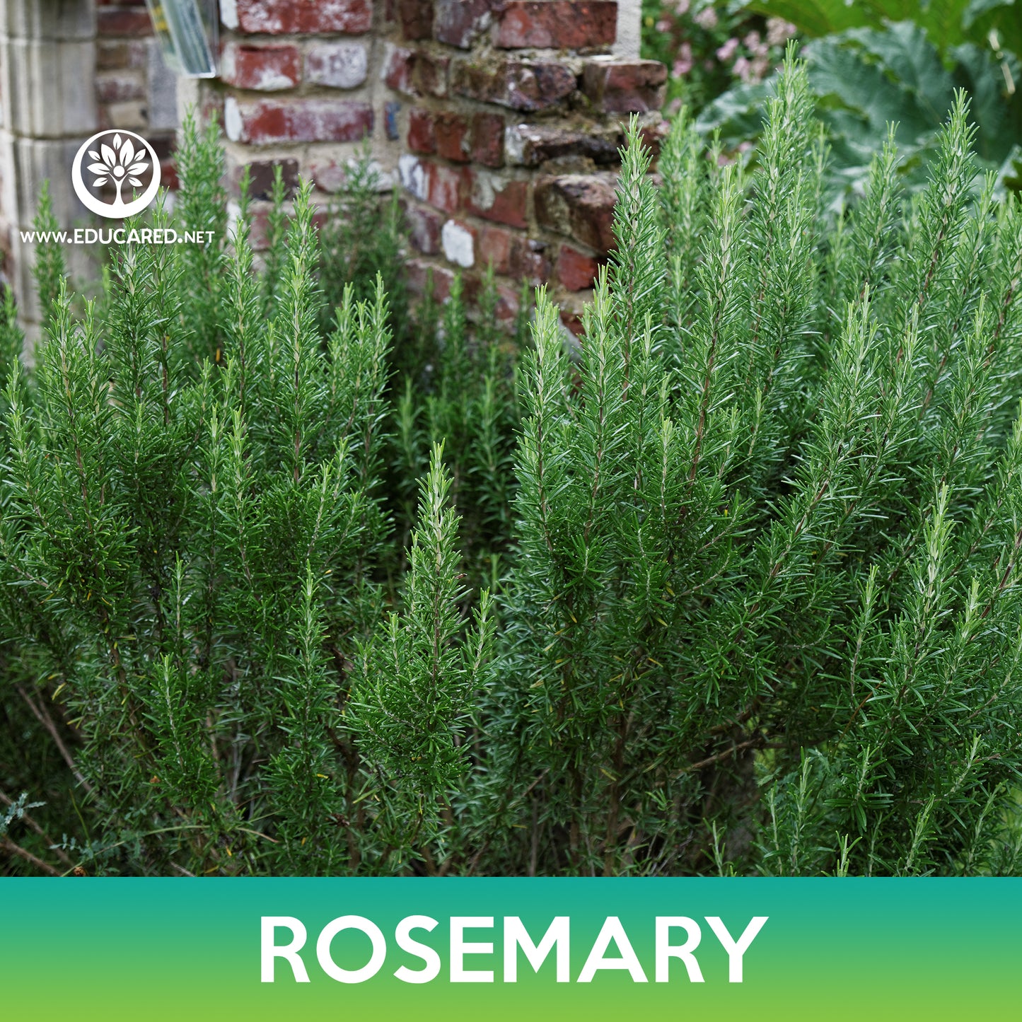 Rosemary Seeds