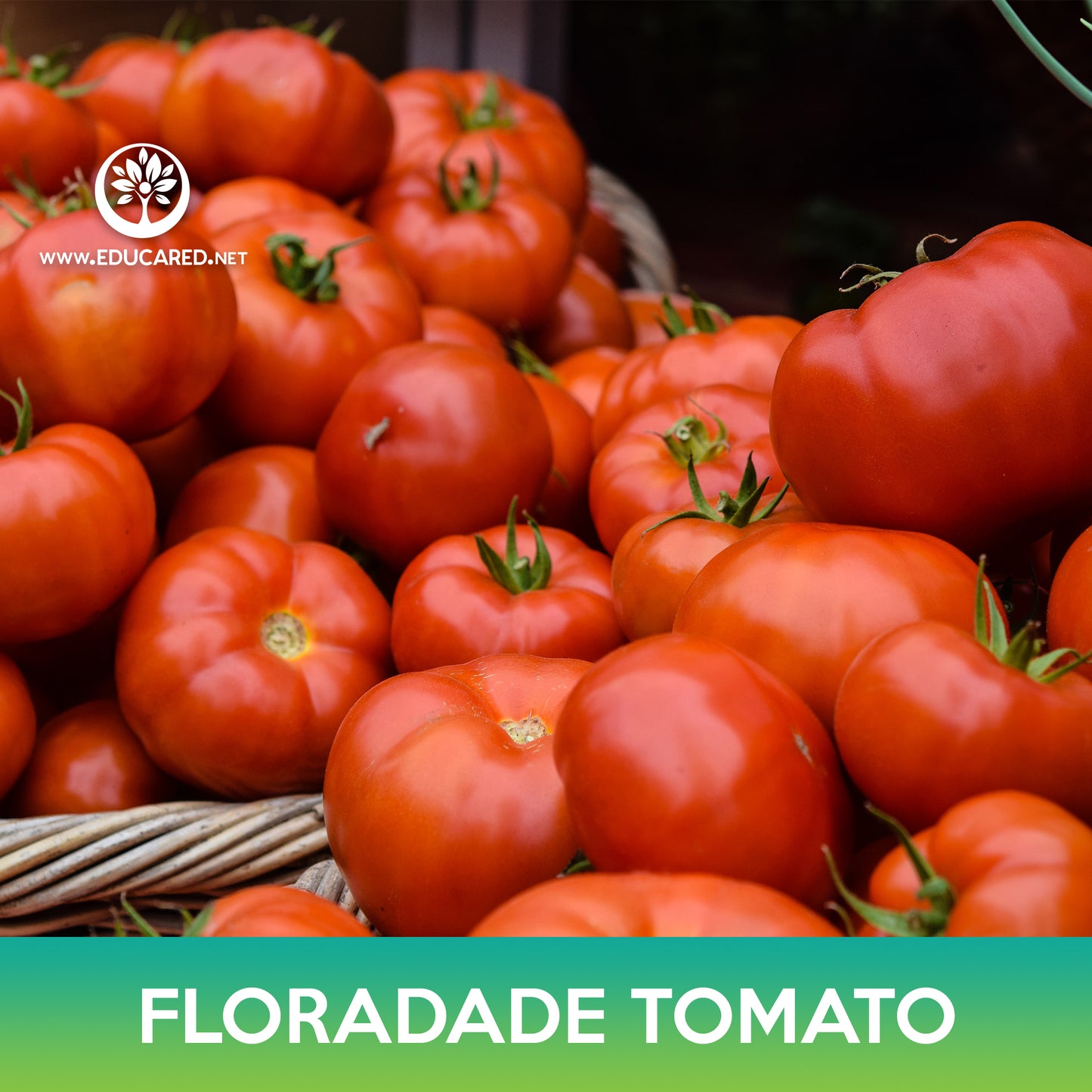 Floradade Tomato Seeds