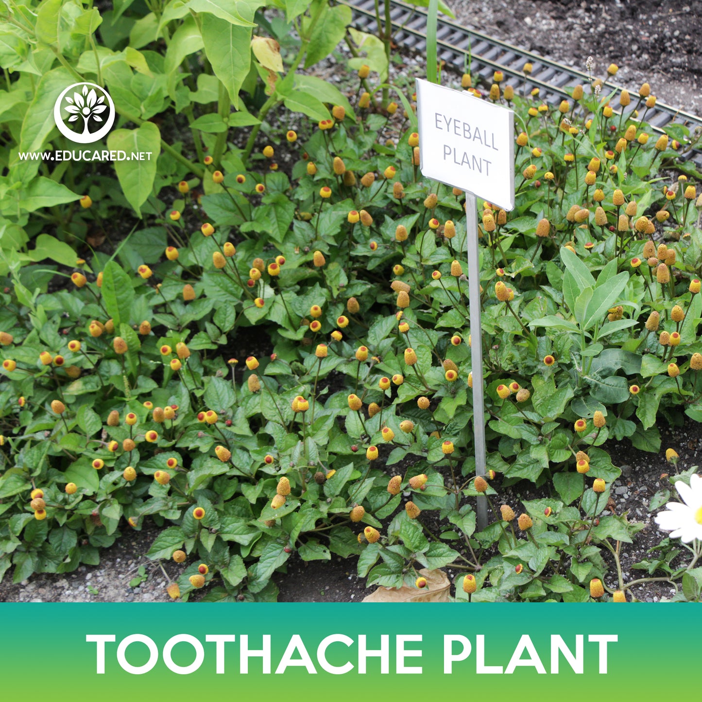 Toothache Plant Seeds, Eyeball Plant