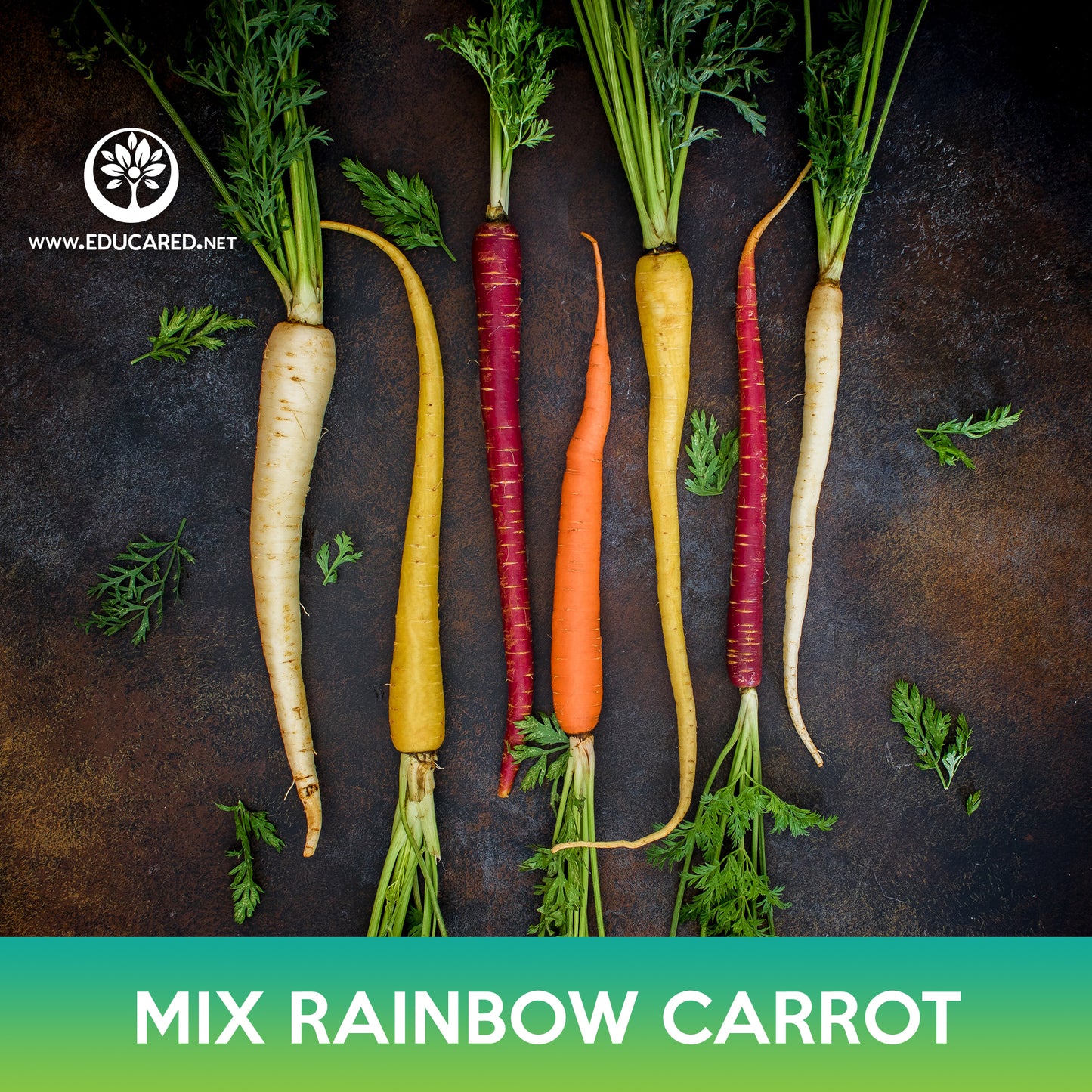 Rainbow Carrot Mix Seeds