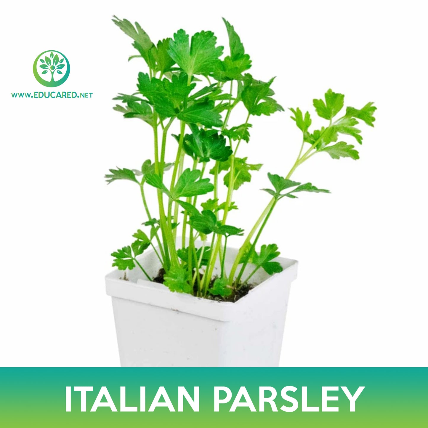 Italian Plain Leaf Parsley Seeds