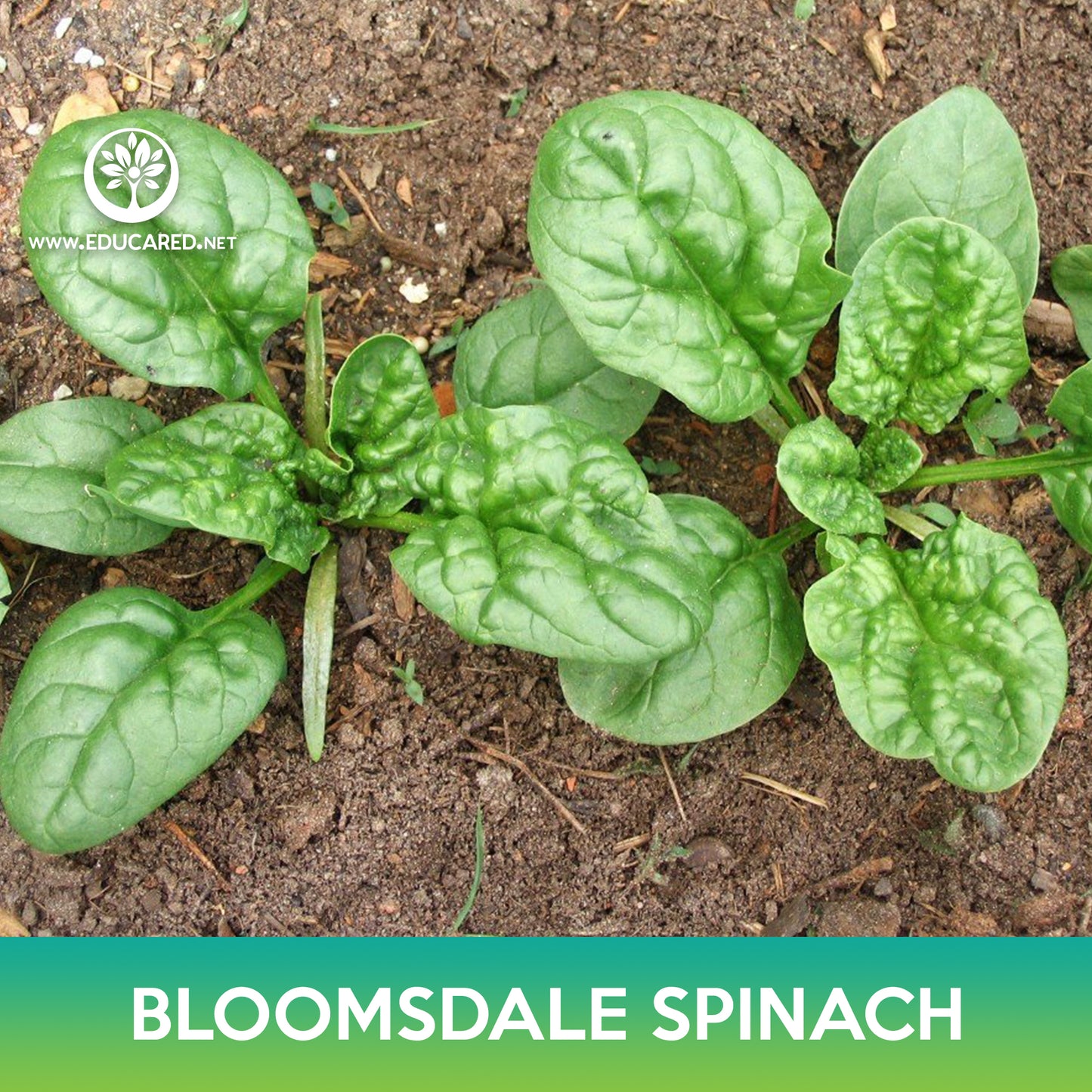 Bloomsdale Spinach Seeds