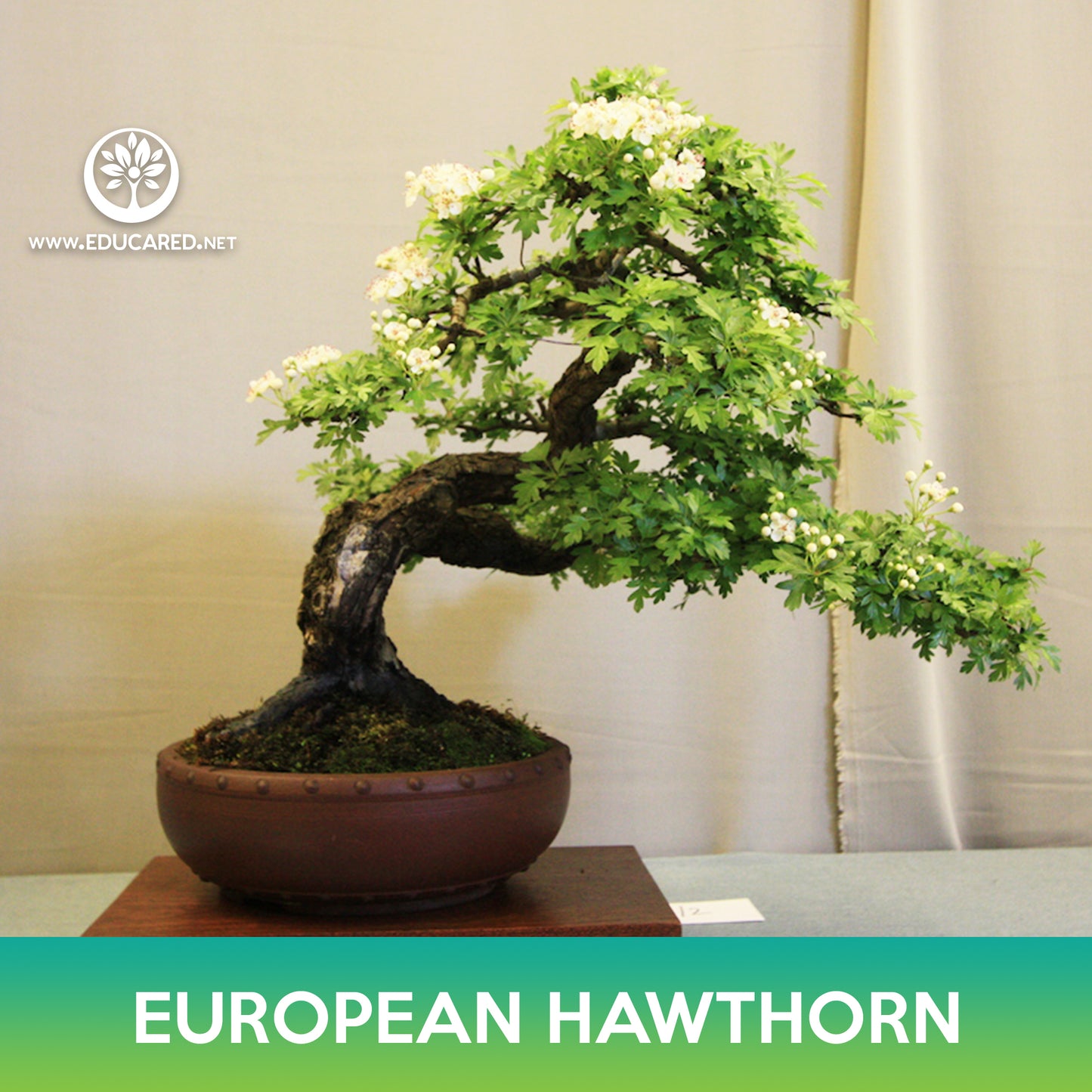 European Hawthorn Tree Seeds