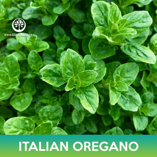 Italian Oregano Seeds, Origanum vulgare