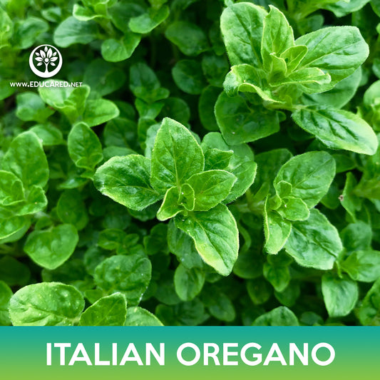 Italian Oregano Seeds
