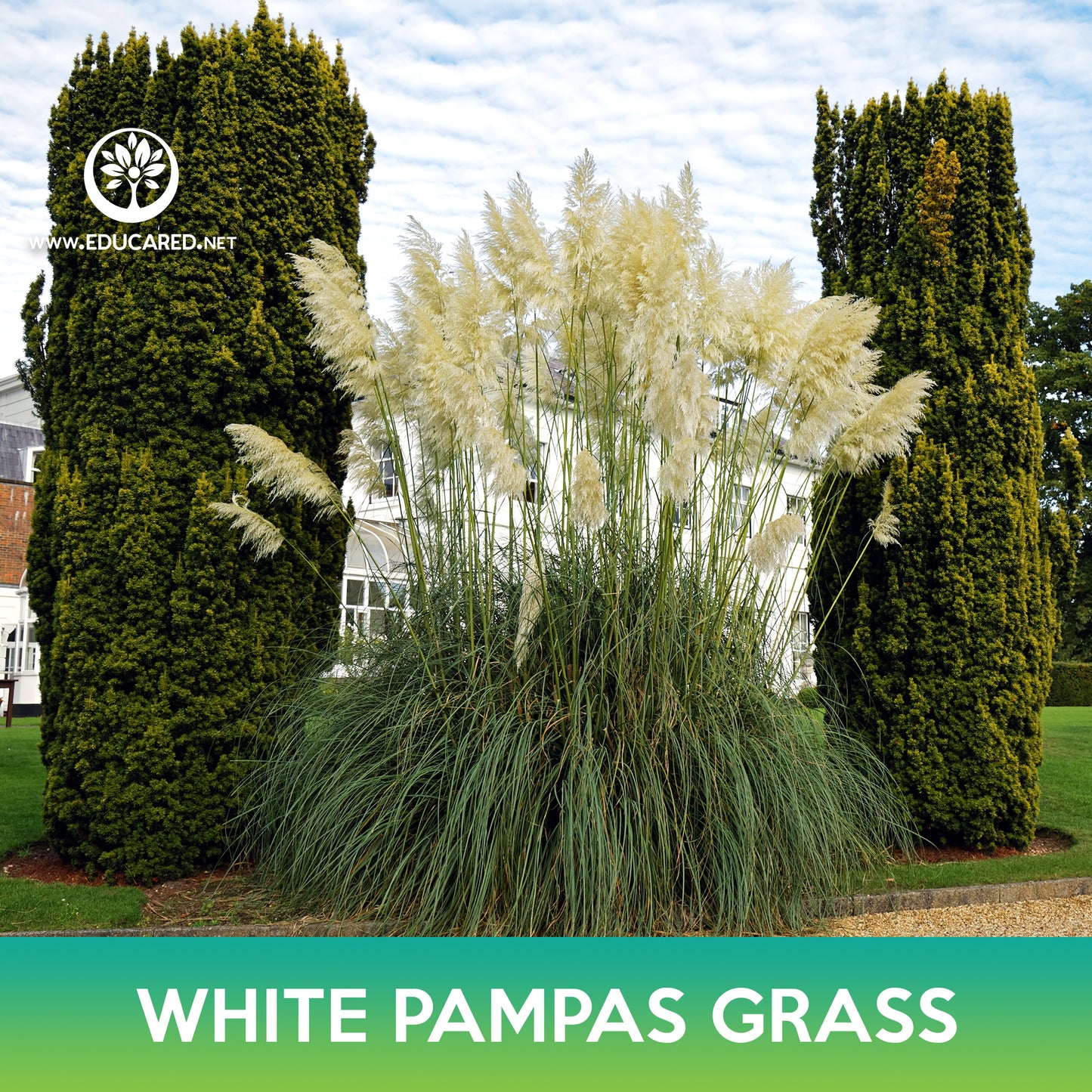 White Pampas Grass Seeds