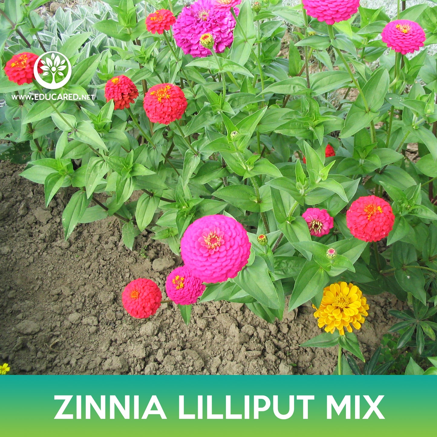 Zinnia Lilliput Mix Seed